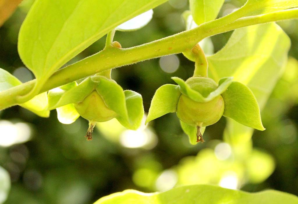 Persimmon Flower and Fruit