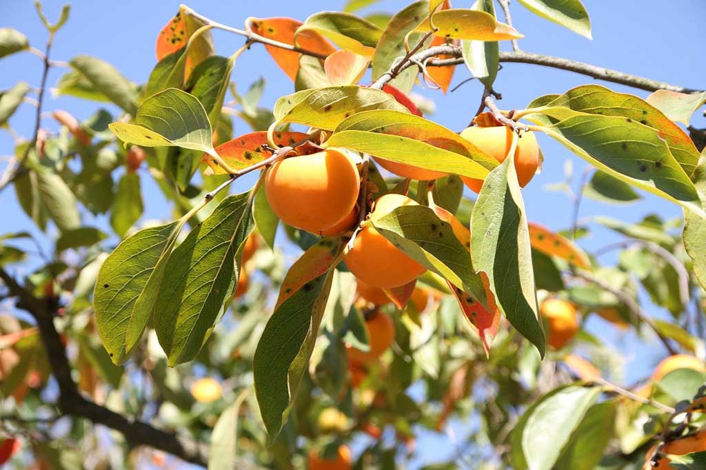 Persimmon Tree