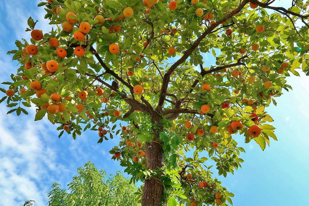 Persimmon Trees Buying &amp; Growing Guide