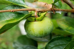 Whitefly in persimmon tree stem