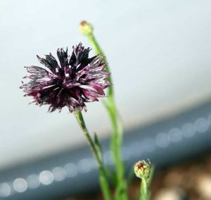 Centaurea cyanus ‘Black Magic’