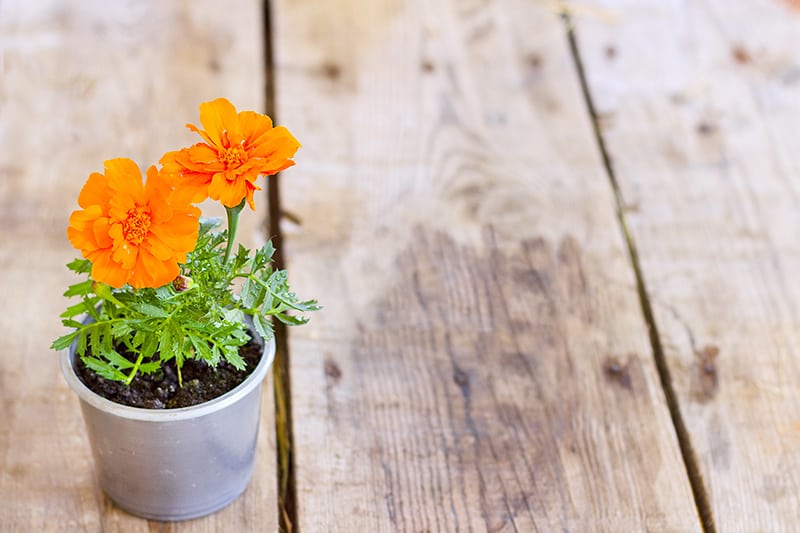 Marigold Flowers Buying Growing Guide Trees Com