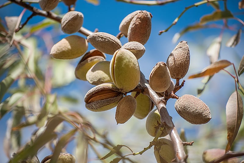 Almond Tree - Growing, Care & Havesting Tips | Trees.com