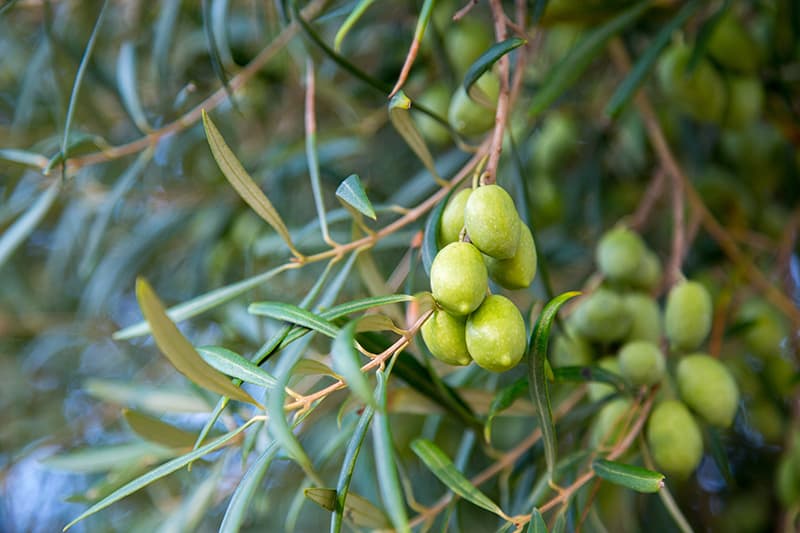 Olive Trees for Sale - Buying & Growing Guide - Trees.com