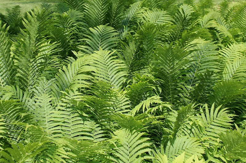 ferns plants