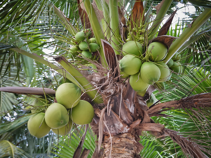 Coconut Trees for Sale | Trees.com