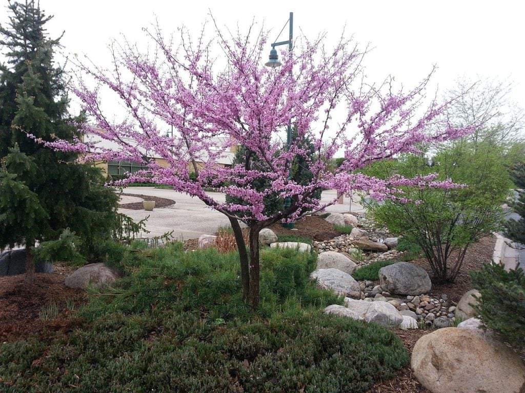 A Redbud tree in a garden