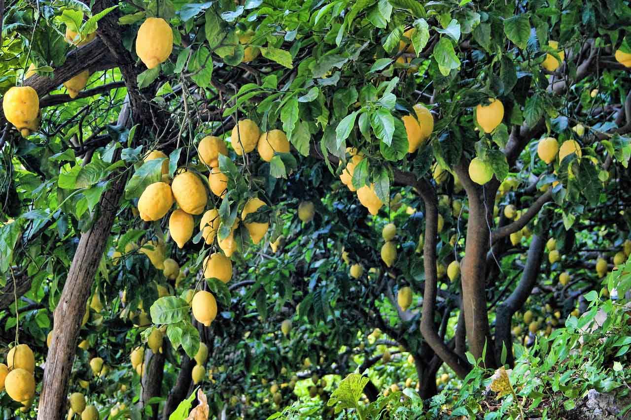 Lemon Trees For Sale Buying And Growing Guide