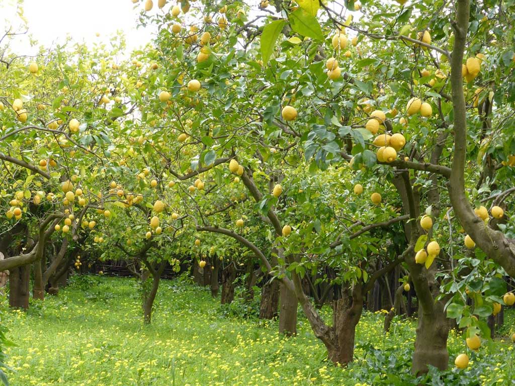 lemon grove farm