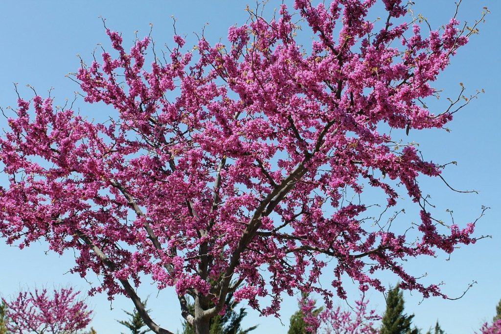 A Redbud Tree with pink flowers