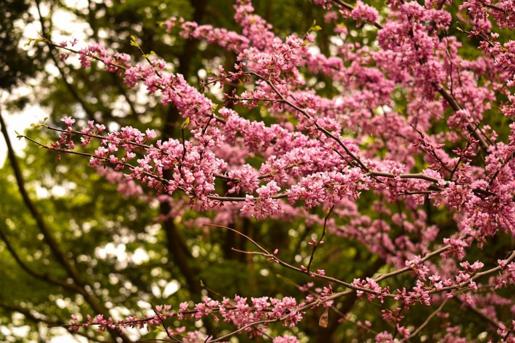 Flowers of a Redbud tree