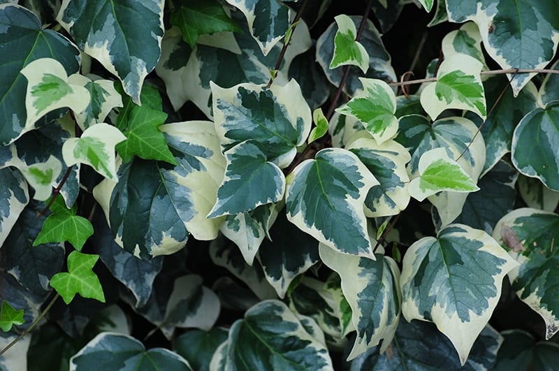 9 Different Types of Ivy (Pictures + Facts) | Trees.com