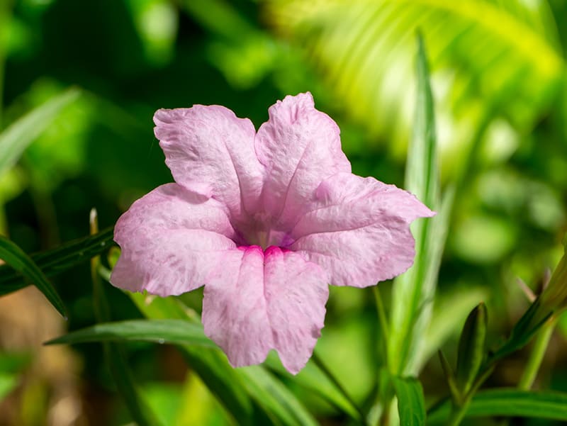 Mexican Petunias For Sale Buying Growing Guide Trees how-to-grow-and-care-for-night-sky-petunia
