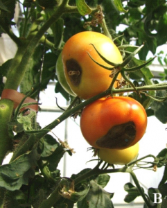 Blossom end-rot on tomatoes