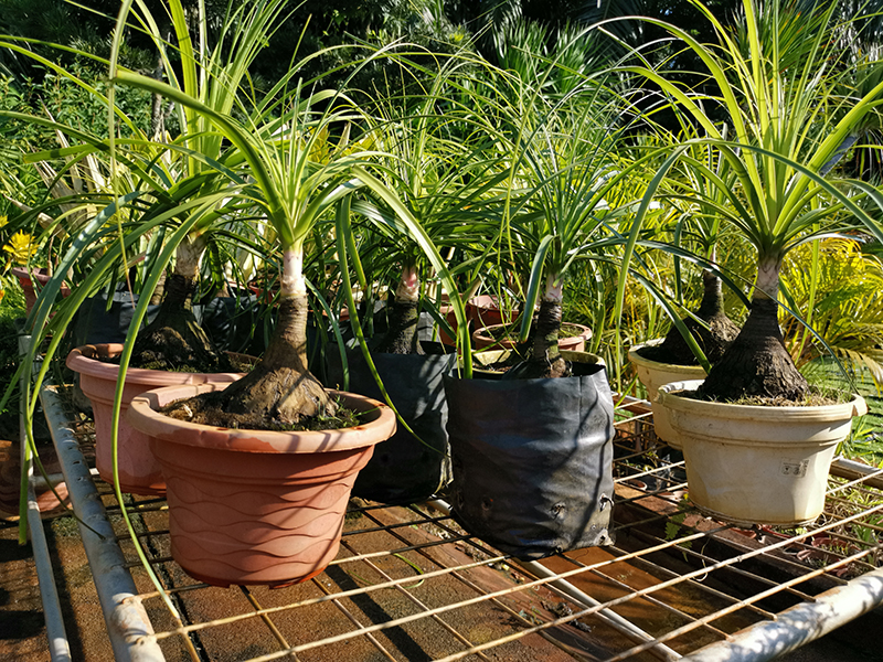 Ponytail Palm Trees Buying Growing Guide Trees Com