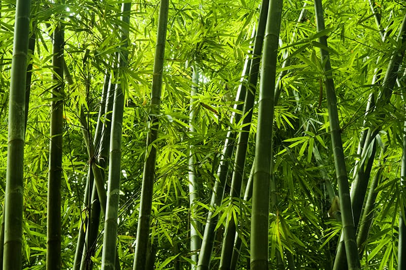 Bamboo Trees Buying & Growing Guide | Trees.com