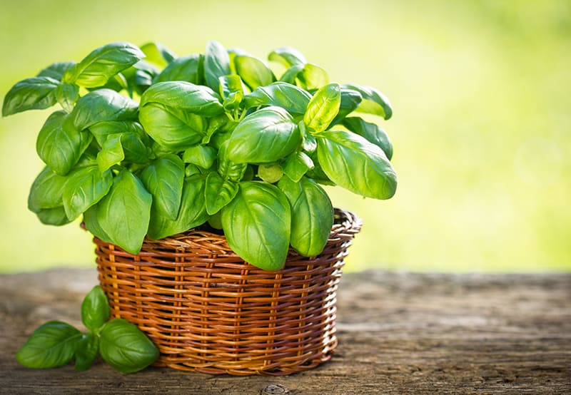 herb plants