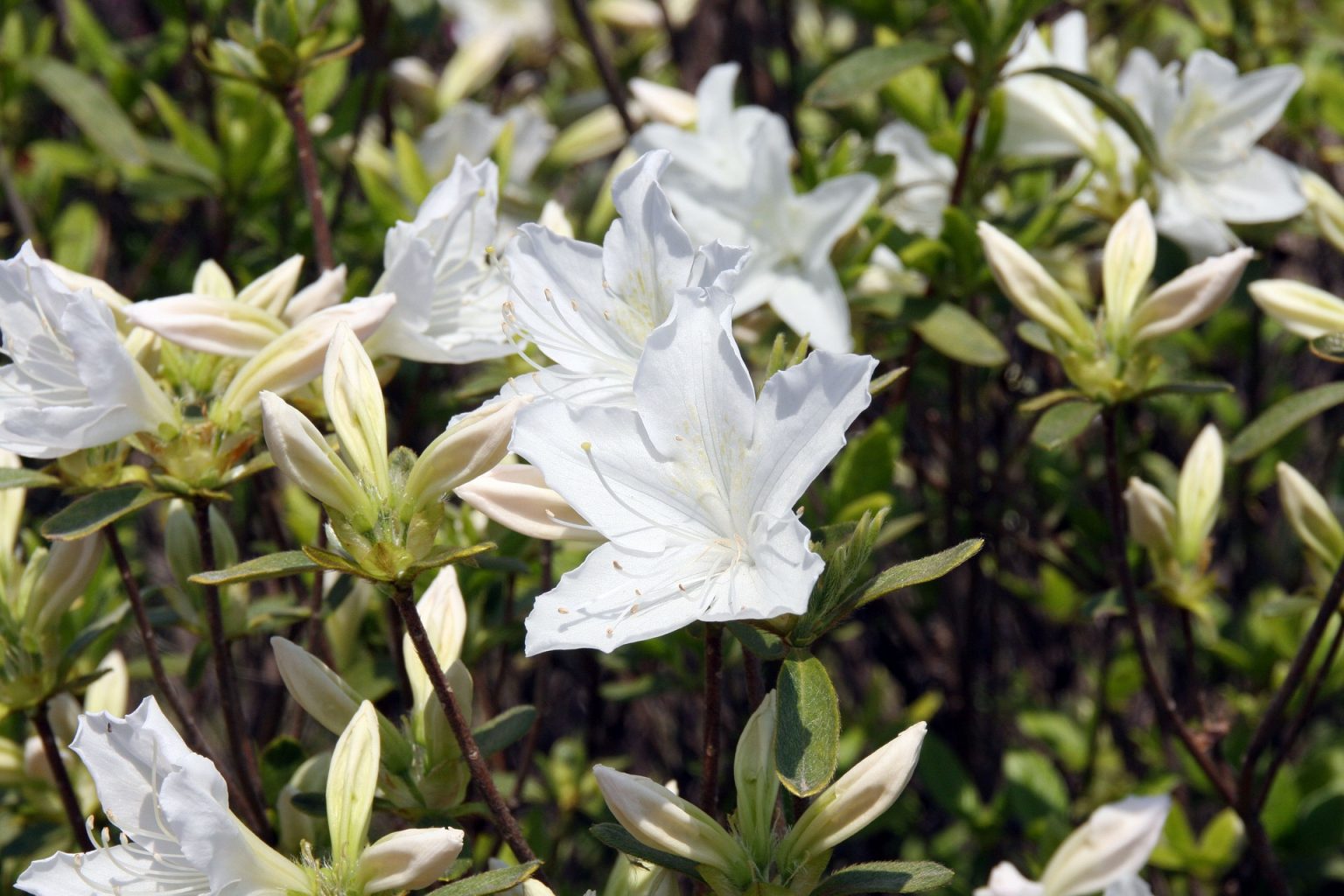 Azalea Shrubs Buying &amp; Growing Guide
