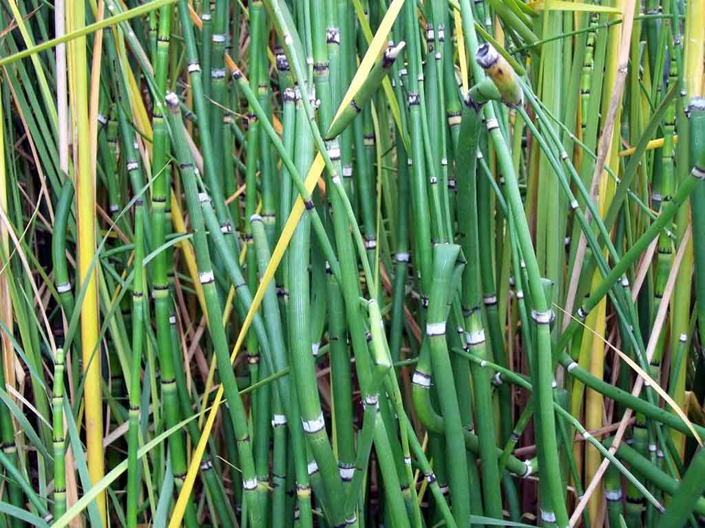 Bamboo Trees