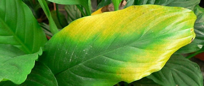 Nitrogen-deficient leaves