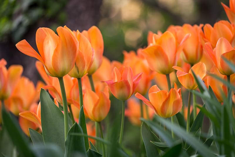 Top 15 Amazing Orange Flowers With Pictures Trees Com