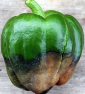 End-rot on a bell pepper