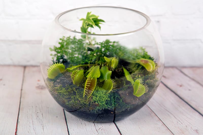 terrariums