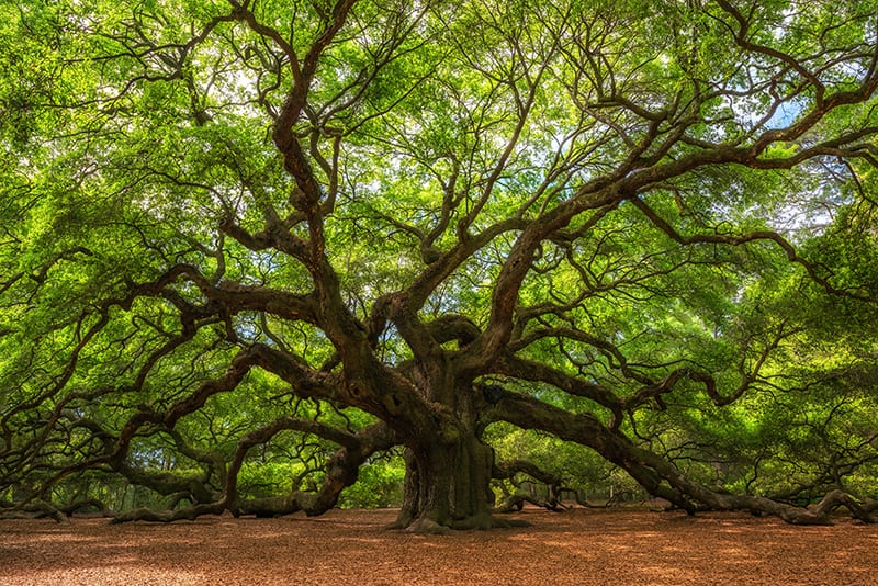 Oak Trees Buying & Growing Guide | Trees.com