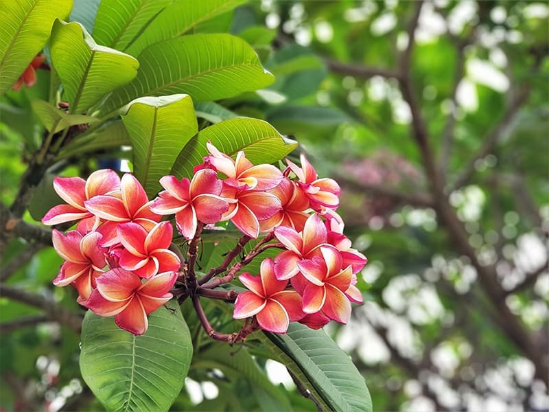 Tropical Flowers For Ing