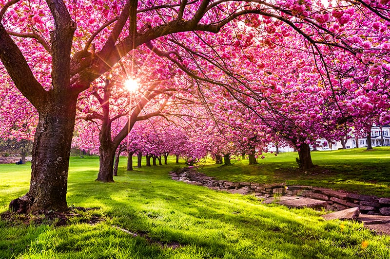Cherry Trees Buying & Growing Guide | Trees.com