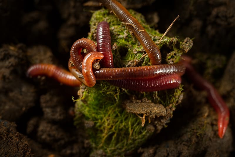 African Nightcrawler Fishing Worms - Living Soil Productions