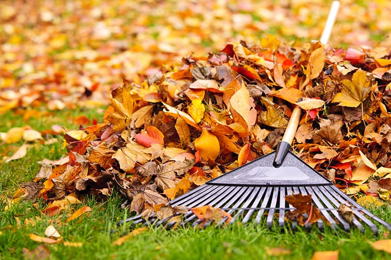 The Rake Discover