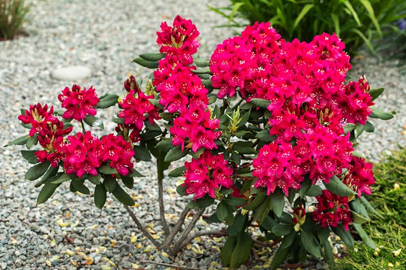 Dwarf Shrubs For Ing, Small Colorful Bushes For Landscaping
