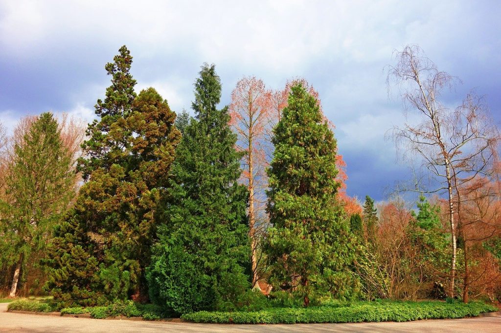 Confer Trees in a park