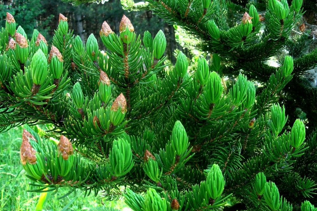 Step by step instructions to Care For An Evergreen Tree 