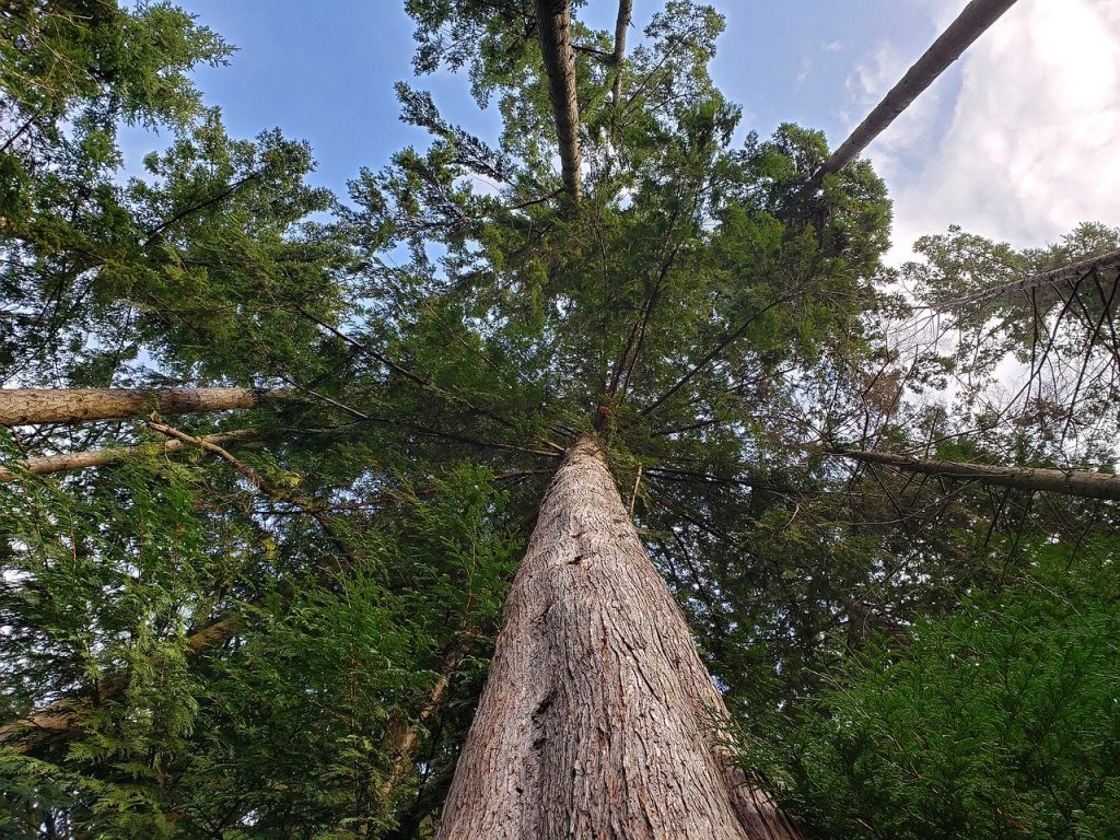 Evergreen Trees in forest