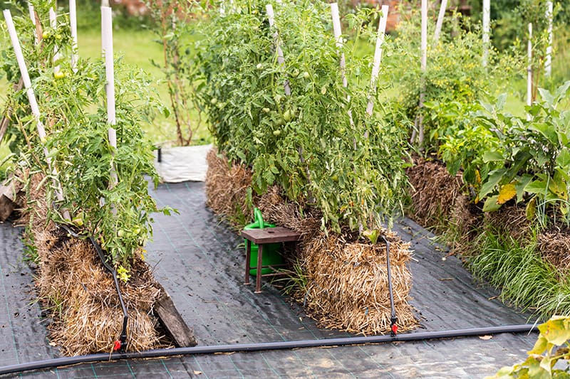 Straw bale gardening