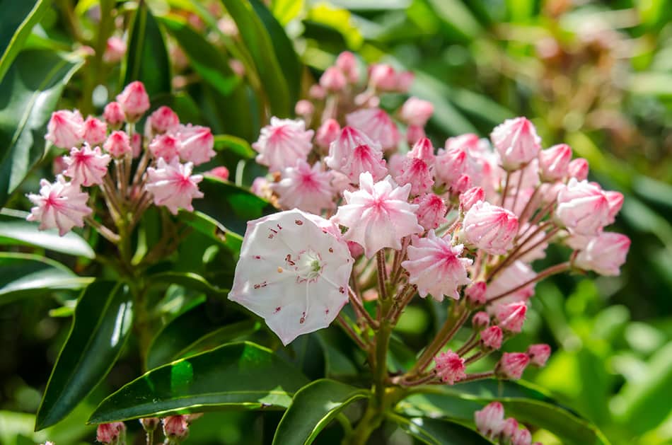 8 Types Of Laurel Flowers Care Guides Photos Trees Com