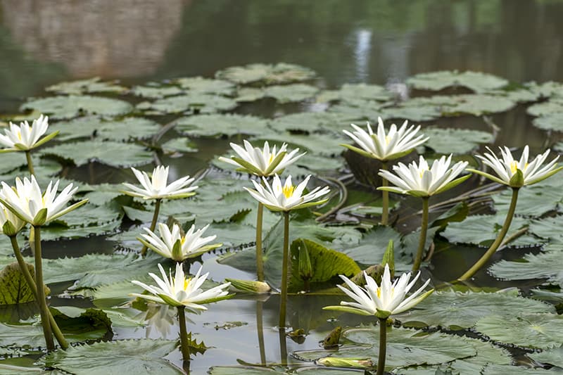 aquatic plants with their names