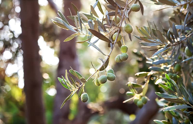 Olive 'Arbequina' Tree