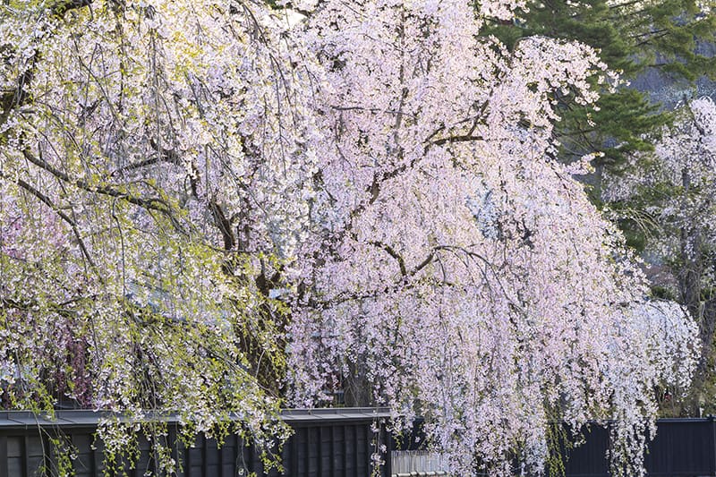 dwarf japanese weeping cherry tree