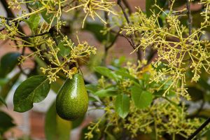 Árbol de aguacate con flores diminutas