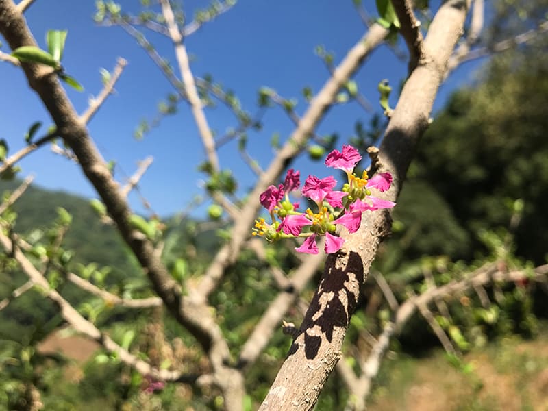 Crepe Myrtle Pruning - Why, When, and How to do It