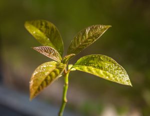 Avocado plant