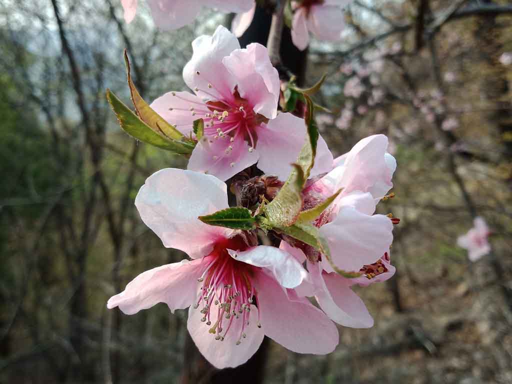 Weeping Cherry Trees Buying Growing Guide Trees Com Weeping Cherry Trees Buying Growing Guide Trees Com