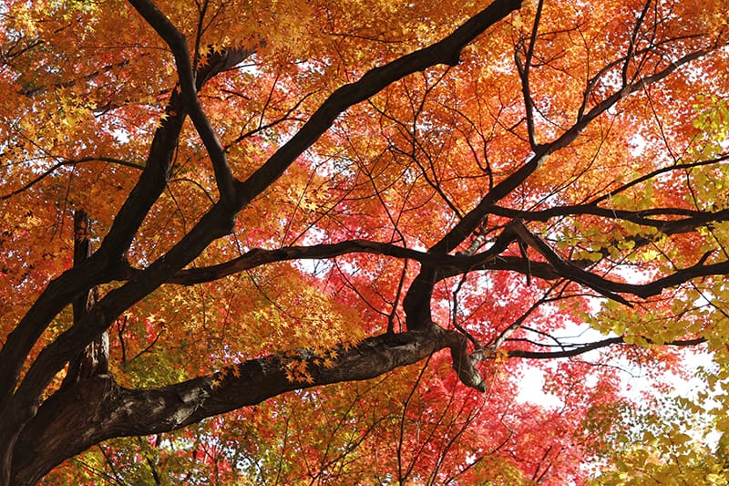 Autumn Blaze Red Maple Trees for Sale - Trees.com