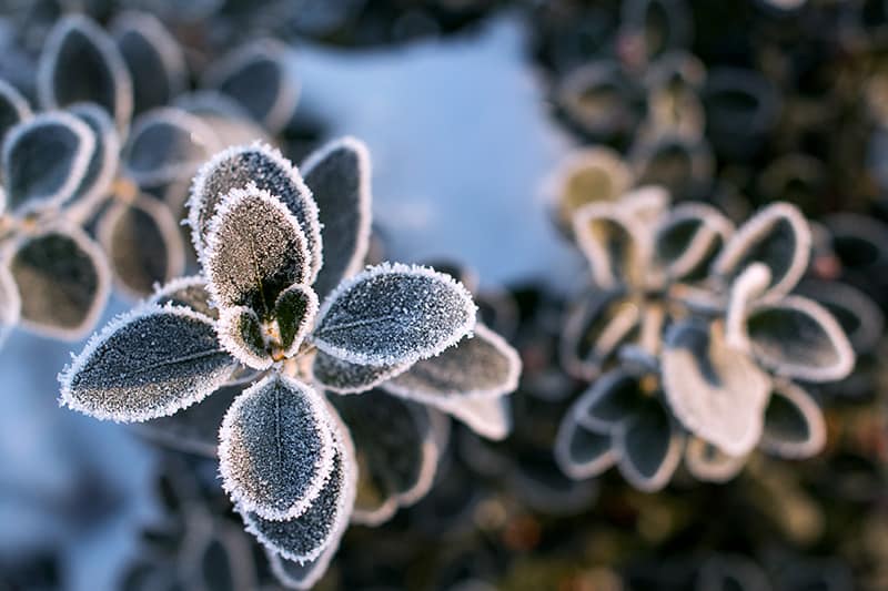 Avoid Salt & Ice Melt Damage To Your Trees & Plants - Green Vista