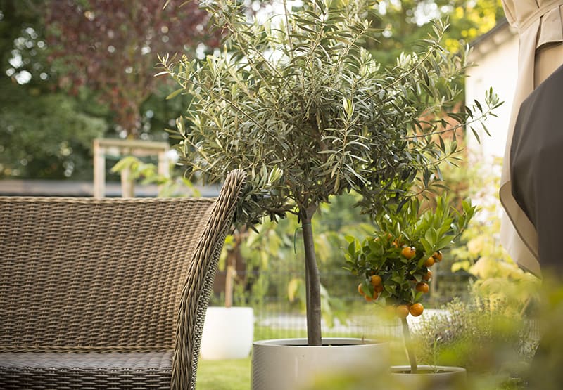 Growing Trees in Pots