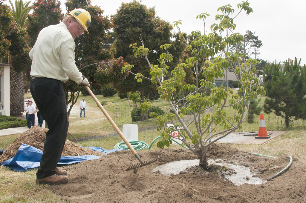 Man with a rake creating dish shape