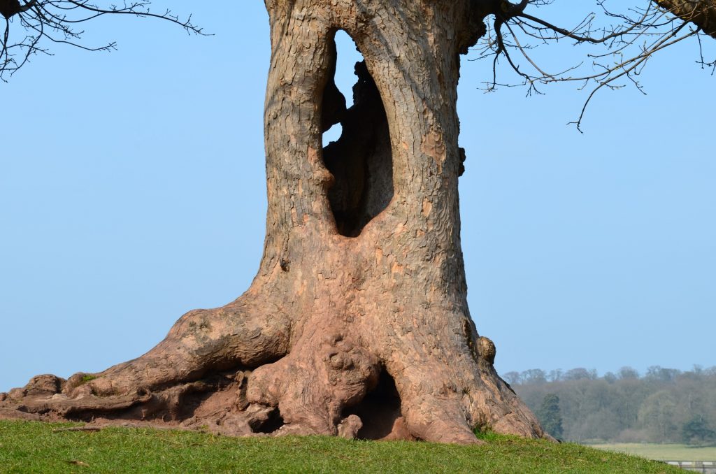 Hollow tree trunk